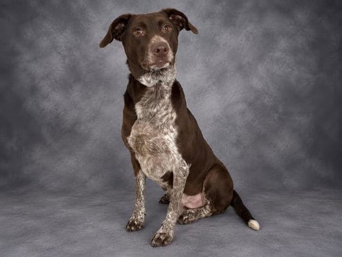 Photo of Kyra, adoptable German Shorthaired Pointer in Winter Haven, Florida