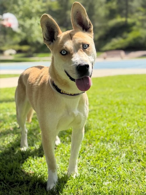 Photo of Thaddeus, adoptable Husky in Studio City, California