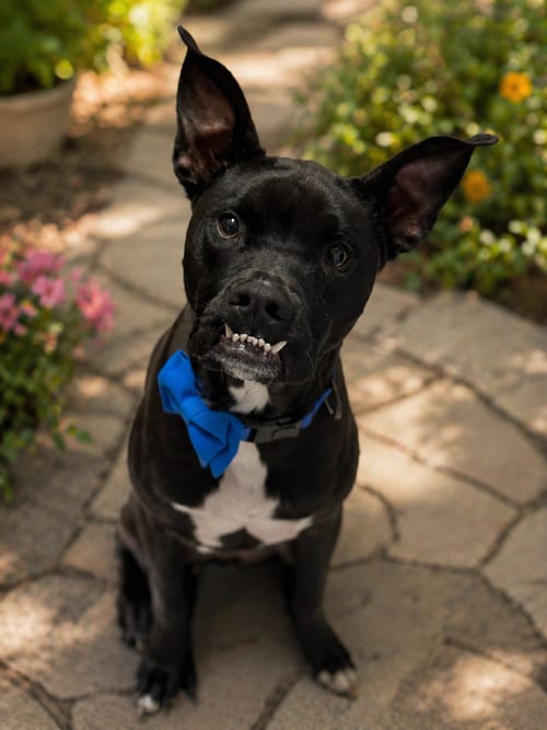 Photo of Rocco, adoptable American Staffordshire Terrier in Phoenix, Arizona