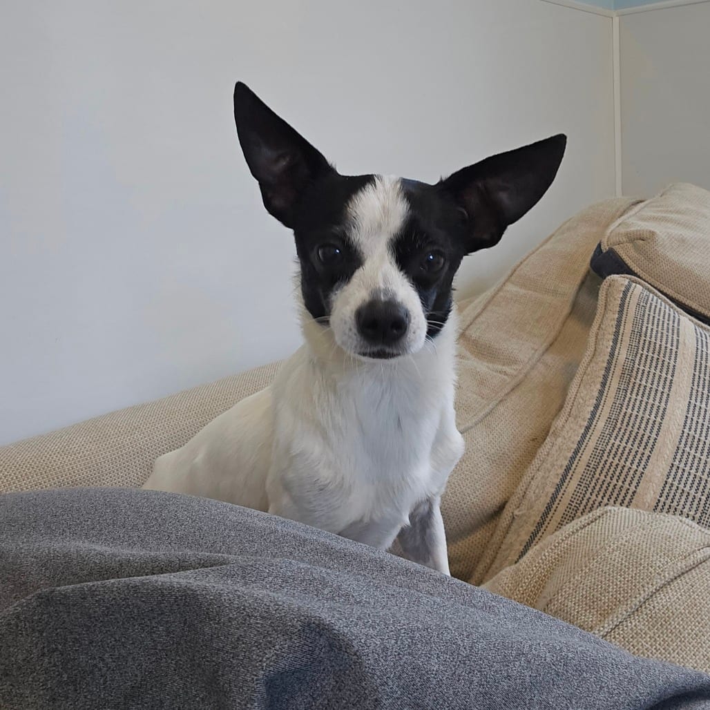 Photo of Snoopy, adoptable Chihuahua in Middletown, New York