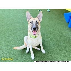 Photo of Lily, adoptable Mixed Breed (Medium) in West Palm Beach, Florida