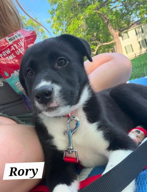 Photo of Rory, adoptable Labrador Retriever in Chester, Virginia