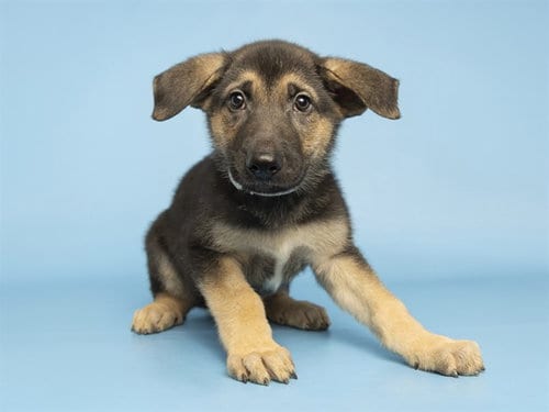 Photo of Dill, adoptable German Shepherd Dog in Phoenix, Arizona