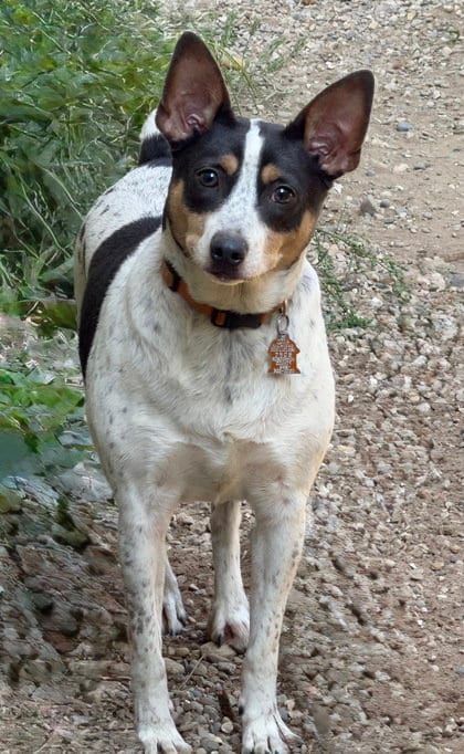 Photo of Drako (7174), adoptable Rat Terrier in Lake City, Michigan