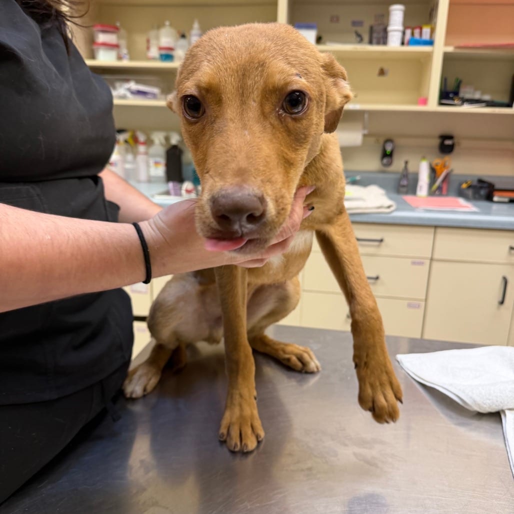 Photo of Chevy, adoptable Retriever, Labrador / Basenji in Boonville, Missouri