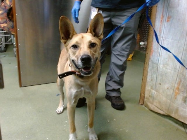 Photo of Senior Shepherd, adoptable Shepherd in Devore, California