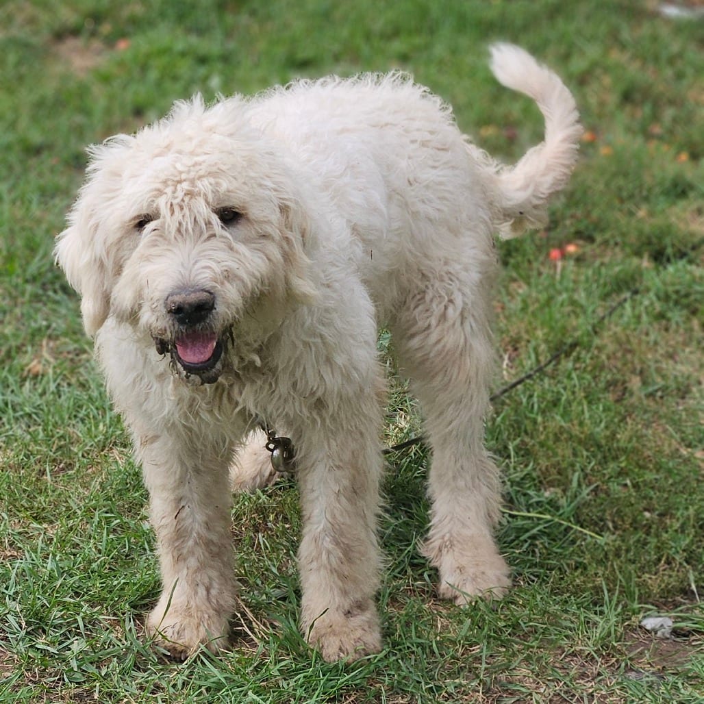 Photo of Fluffers D12766, adoptable Bernese Mountain Dog / Poodle in Princeton area, Minnesota
