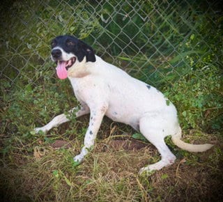 Photo of Eastlynn, adoptable Australian Cattle Dog/Blue Heeler in Pleasanton, Texas