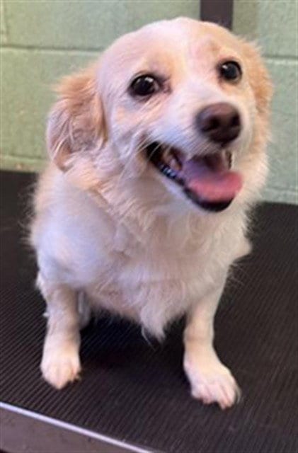 Photo of Zalone, adoptable Chihuahua in Sacramento, California