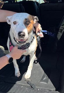 Photo of Mama, adoptable Pit Bull Terrier in Stockton, California
