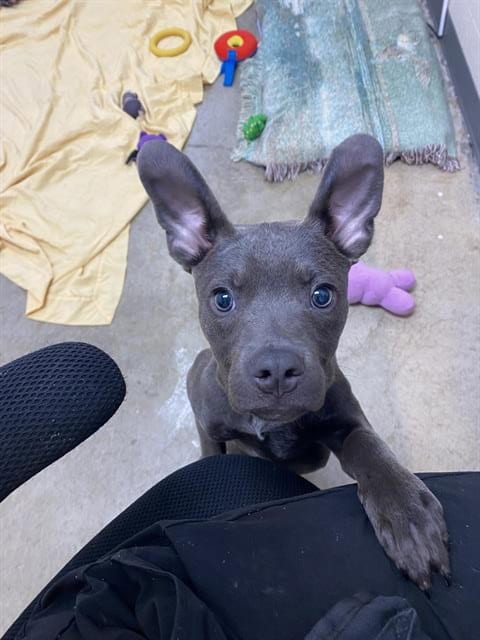 Photo of Radar, adoptable Pit Bull Terrier in Fort Wayne, Indiana