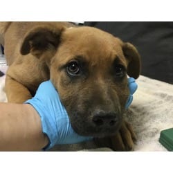 Photo of Wren, adoptable Mastiff in Jurupa Valley, California