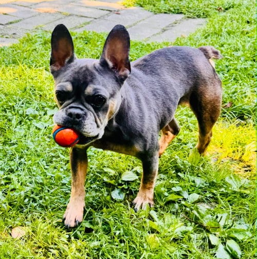Photo of Gracie, adoptable French Bulldog in Spring Lake, New Jersey