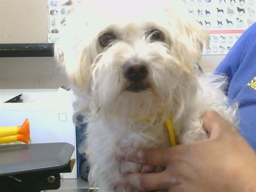 Photo of A928067, adoptable Maltese in Sacramento, California