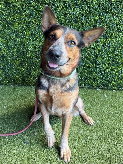 Photo of Nash, adoptable Australian Cattle Dog/Blue Heeler in Naples, Florida