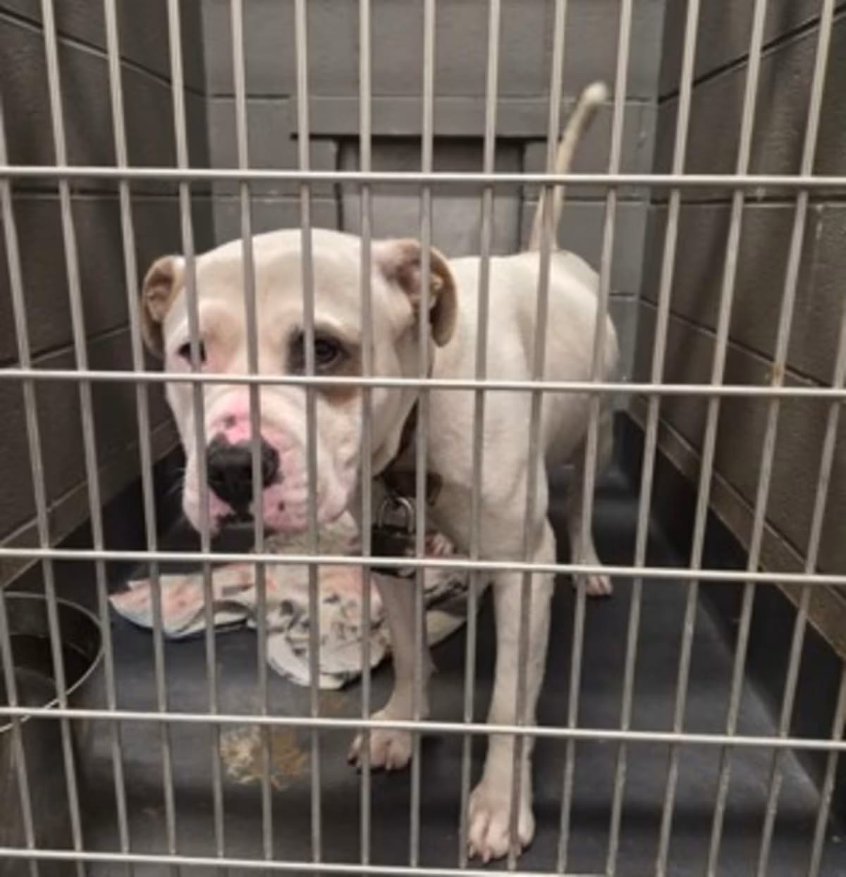 Photo of Perez CNT 598, adoptable American Bulldog in Griffin, Georgia