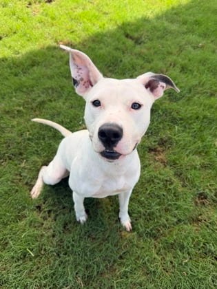 Photo of Queso, adoptable dog in Atlanta, Georgia