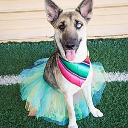 Photo of Margarita, adoptable Husky Shepherd (Unknown Type) in PHOENIX, Arizona