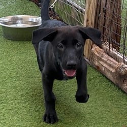 Photo of Jupiter 7210, adoptable Terrier (Unknown Type, Medium) Mixed Breed (Medium) in Loxahatchee, Florida