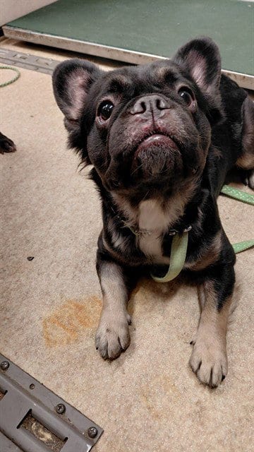 Photo of Selma, adoptable French Bulldog in Baldwin Park, California