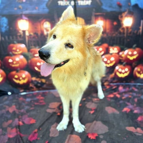 Photo of Sterling, adoptable German Shepherd Dog in Long Beach, California