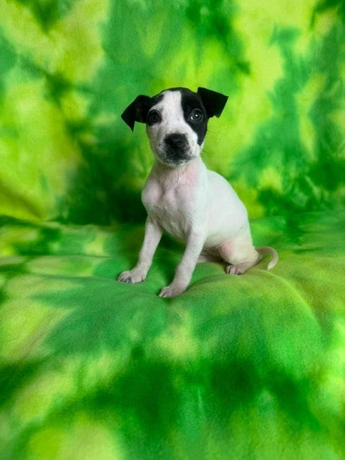 Photo of Lilypad, adoptable American Staffordshire Terrier in New Oxford, Pennsylvania