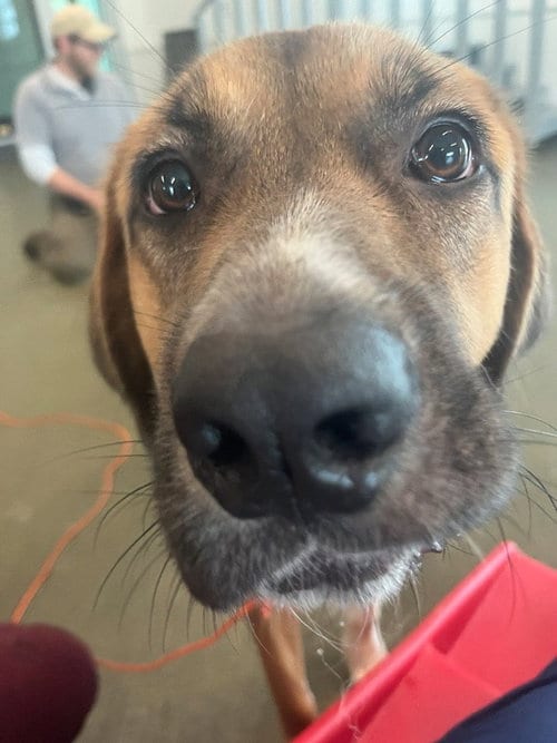 Photo of Eleanor, adoptable Unknown breed in Weaverville, North Carolina