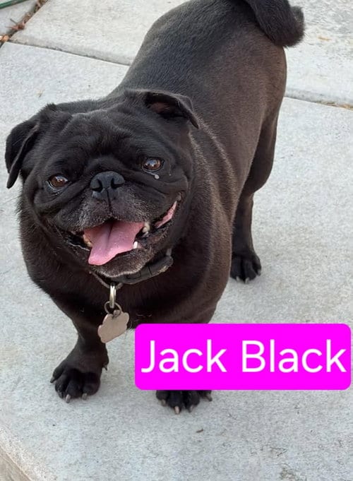 Photo of Jack, adoptable Pug in San Diego, California