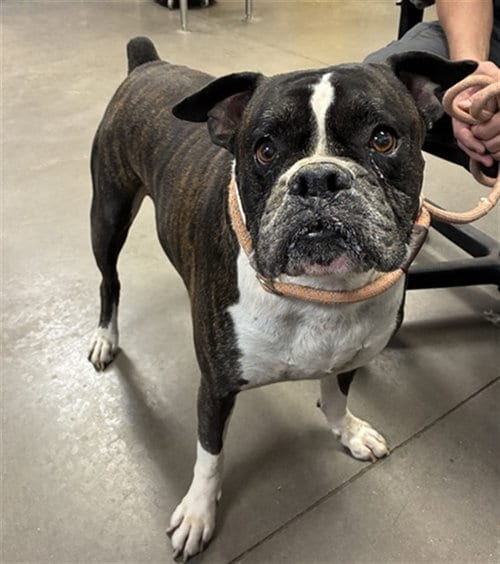 Photo of Chill Guy, adoptable American Pit Bull Terrier in Phoenix, Arizona