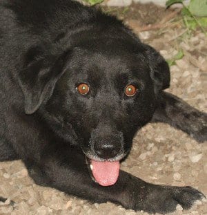 Photo of Happy, adoptable Labrador Retriever in Savannah, Missouri
