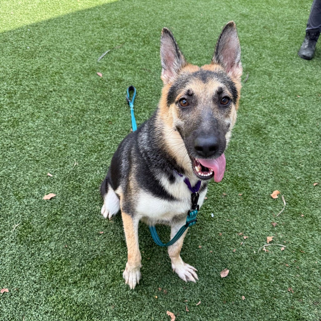Photo of Milani, adoptable Shepherd, German in Houston, Texas