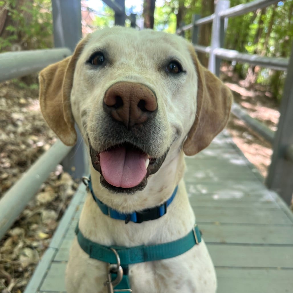 Photo of Julian, adoptable Retriever, Labrador / Mix in Kanab, Utah
