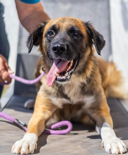 Photo of Gabriella, adoptable dog in Chamblee, Georgia