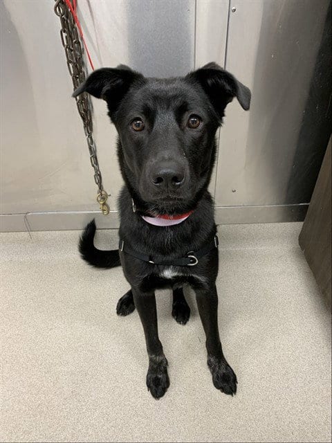 Photo of Aurora, adoptable German Shepherd Dog in Fairbanks, Alaska