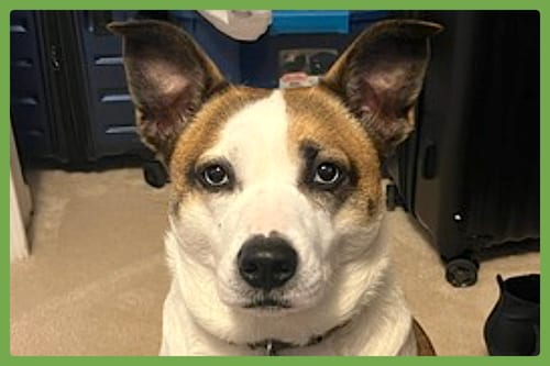 Photo of Wheezy, adoptable Australian Cattle Dog/Blue Heeler in Amherst, Massachusetts