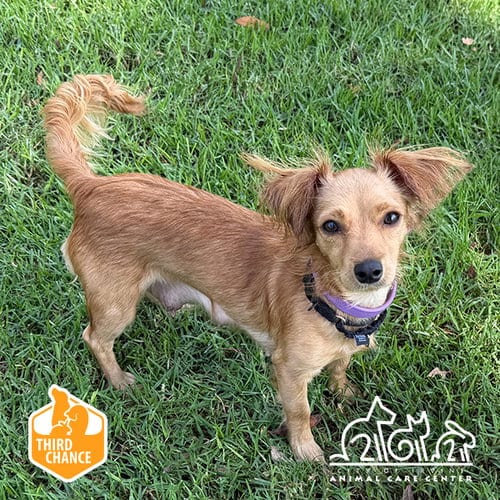 Photo of Rita, adoptable Chihuahua in Irvine, California