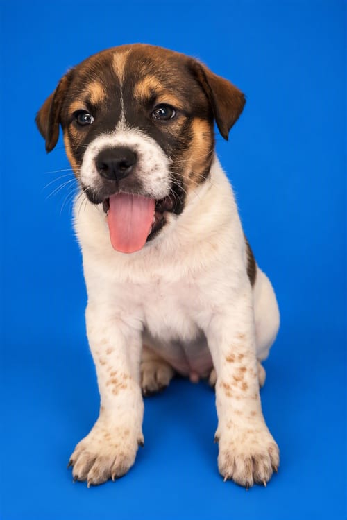 Photo of Rowan, adoptable Labrador Retriever in Phoenix, Arizona
