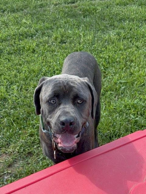 Photo of Daisy, adoptable Cane Corso Mastiff in Forestville, Maryland