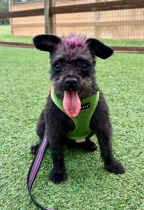 Photo of Vashti, adoptable Terrier in oakland, Florida