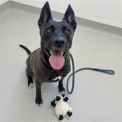Photo of Pepper Jack, adoptable Dutch Shepherd in Mesa, Arizona