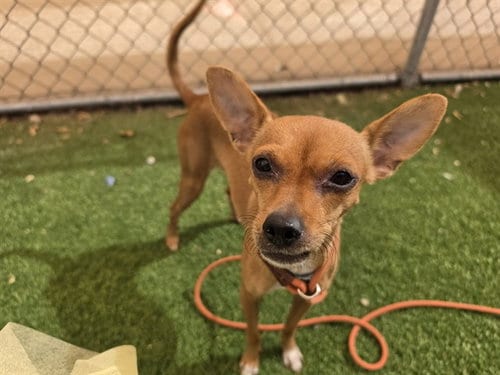 Photo of Cheche, adoptable Chihuahua in Phoenix, Arizona