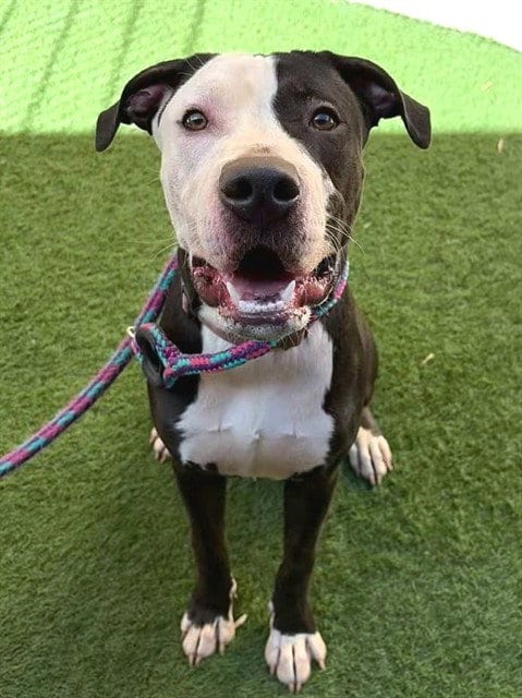 Photo of Trixie, adoptable Pit Bull Terrier in Sacramento, California