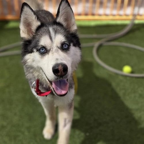 Photo of Cleo, adoptable Siberian Husky in Las Vegas, Nevada