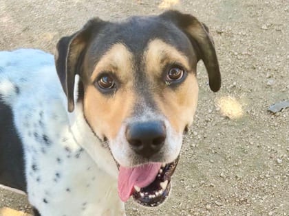 Photo of Trucker, adoptable dog in Georgetown, Texas