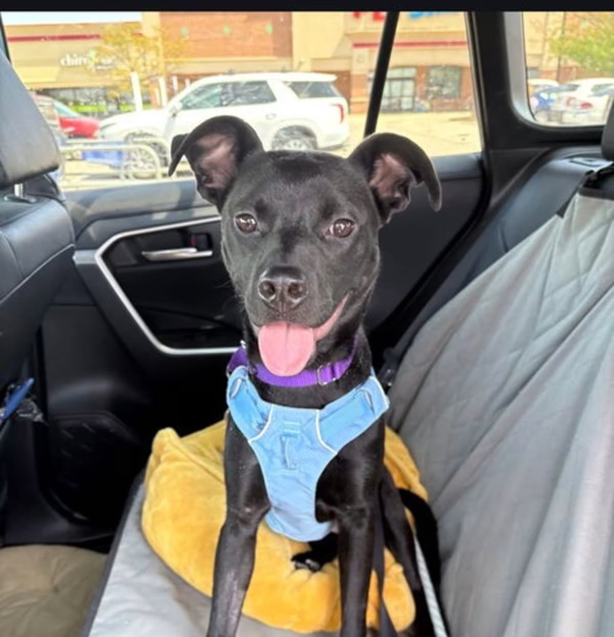 Photo of Ayra, adoptable Terrier (Unknown Type, Medium)/Retriever (Unknown Type) in O'Fallon, Missouri