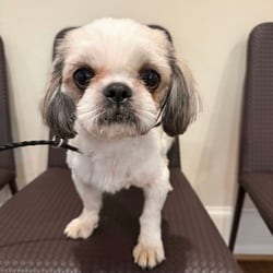 Photo of Tennessee, adoptable Shih Tzu in New York, New York