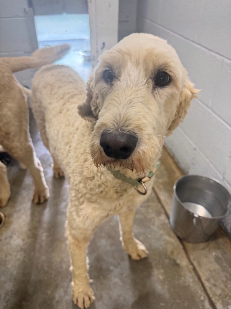 Photo of keviy, adoptable Poodle in Chickamauga, Georgia