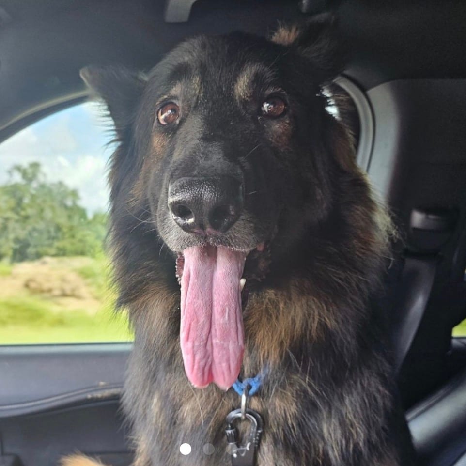Photo of Dax, adoptable Shepherd, German in Pennellville, New York