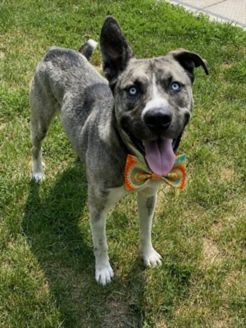 Photo of Brady, adoptable Siberian Husky in Clinton Township, Michigan