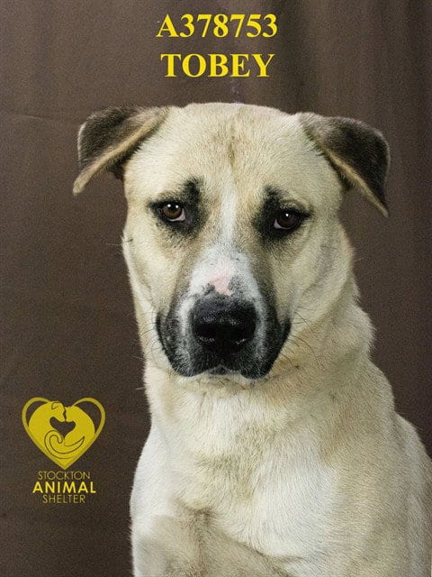 Photo of Tobey, adoptable Anatolian Shepherd in Stockton, California